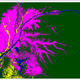 A simplified map of the Cuvette Central, with pink indicating peat swamp, yellow indicating savannah, and green indicating other tropical forest. Image: Simon Lewis